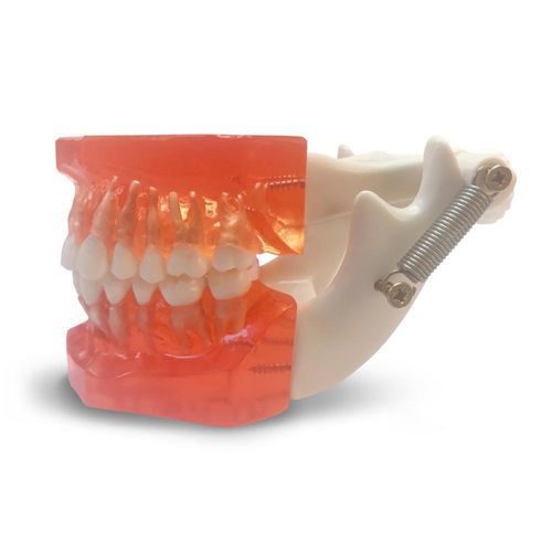 Modelo anatómico de dientes - ETR1 - GF DENTAL - de encías / de maxilar / de mandíbula
