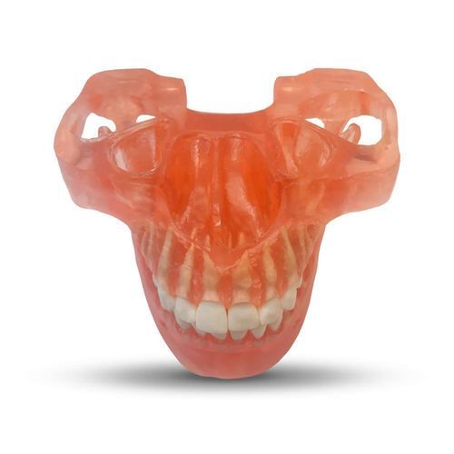 Modelo anatómico de mandíbula - ETR2 - GF DENTAL - de dientes / de mandíbula / para ortodoncia