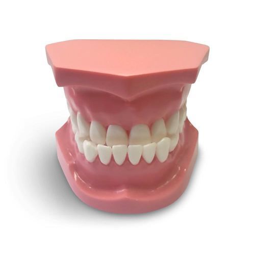 Modelo anatómico para odontología - ORB04 - GF DENTAL - para ortodoncia / de formación