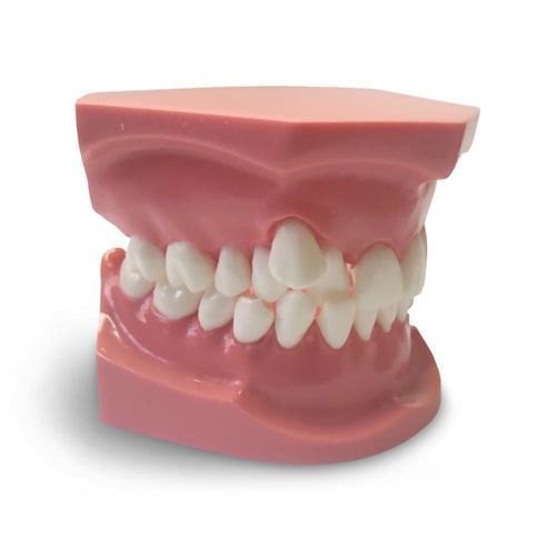 Modelo anatómico para odontología - ORB05 - GF DENTAL - para ortodoncia / de formación