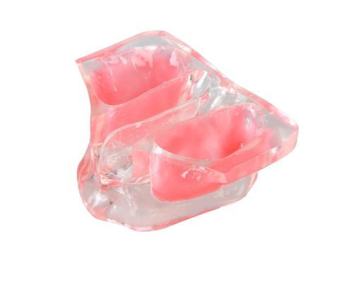 Modelo anatómico de mandíbula - E20/N - GF DENTAL - para odontología / para elevación del seno / de formación
