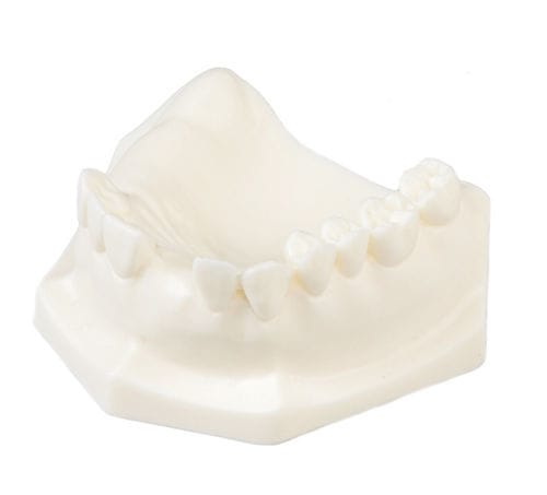 Modelo anatómico de mandíbula - E85 - GF DENTAL - de implantología / de formación / blanco