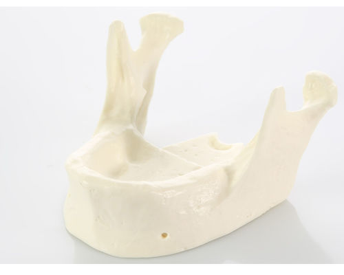 Modelo anatómico de mandíbula - E22 - GF DENTAL - para odontología / de formación / blanco