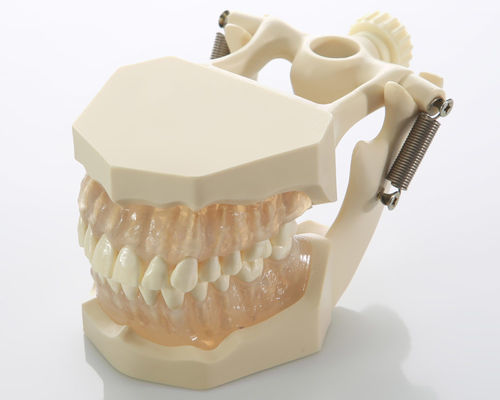 Modelo anatómico de dientes - DM05 - GF DENTAL - de encías / de canal radicular / para odontología