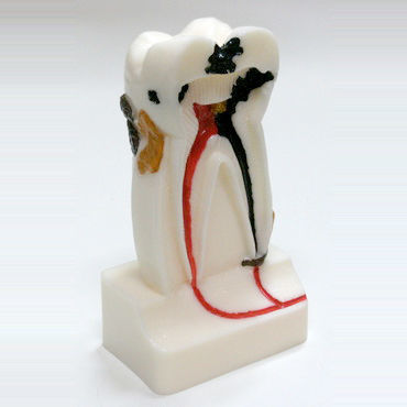 Modelo anatómico de dientes - DM14 - GF DENTAL - de canal radicular / para odontología / de demostración