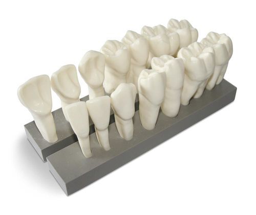 Modelo anatómico de dientes - DM19 - GF DENTAL - para odontología / de demostración / de resina