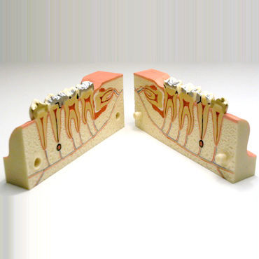 Modelo anatómico de mandíbula - DM21 - GF DENTAL - de dientes / para odontología / temporomandibular