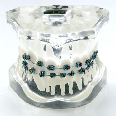 Modelo anatómico de dientes - OTB5 - GF DENTAL - para ortodoncia / de formación / de resina