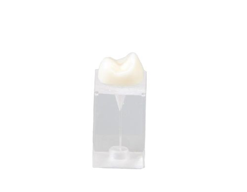 Modelo anatómico para odontología - E09/C - GF DENTAL - para endodoncia / de formación / blanco