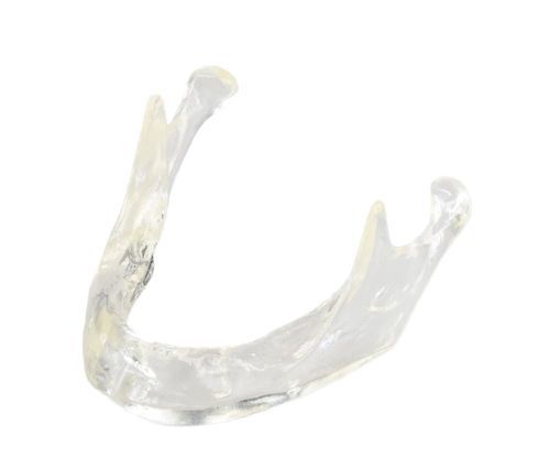 Modelo anatómico de mandíbula - E81/T - GF DENTAL - de implantología / de prótesis dental / de formación