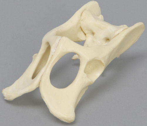 Modelo anatómico de pelvis - 2723 - Sawbones/Pacific Research Labs - de formación / de felino / de espuma