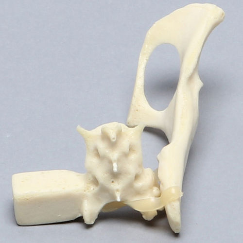 Modelo anatómico de pelvis - 2728 - Sawbones/Pacific Research Labs - de sacro / de felino / de espuma