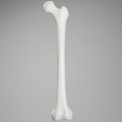 Modelo anatómico de fémur - 1103  - Sawbones/Pacific Research Labs - de formación / de plástico
