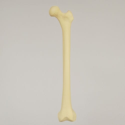 Modelo anatómico de fémur - 1100 - Sawbones/Pacific Research Labs - de formación / de espuma