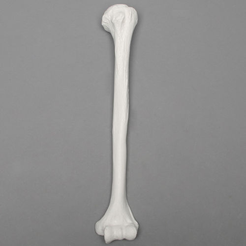 Modelo anatómico de húmero - 1006 - Sawbones/Pacific Research Labs - de formación / de plástico