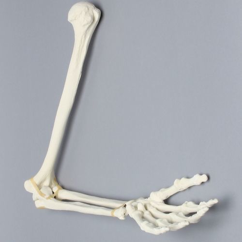 Modelo anatómico de brazo - 1022-63-1  - Sawbones/Pacific Research Labs - de formación / de espuma / articulado
