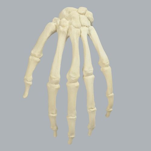 Modelo anatómico de hueso - 1008-1 - Sawbones/Pacific Research Labs - de mano / de formación / de espuma