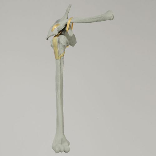 Modelo anatómico de húmero - 1020-100-1 - Sawbones/Pacific Research Labs - de hombro / de omóplato / de clavículas