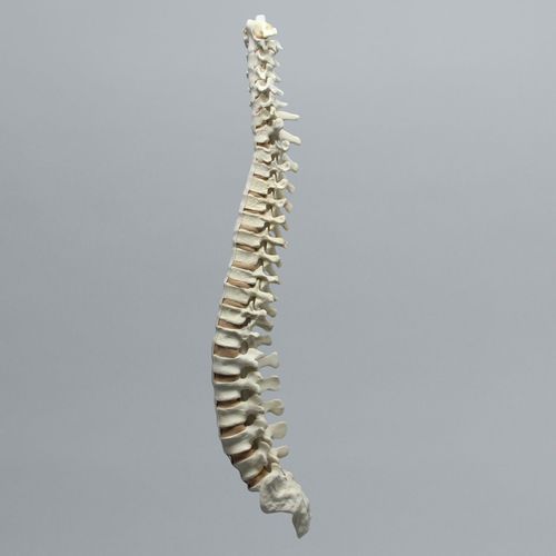 Modelo anatómico de columna vertebral - 1323-40 - Sawbones/Pacific Research Labs - para escoliosis / de espuma / flexible