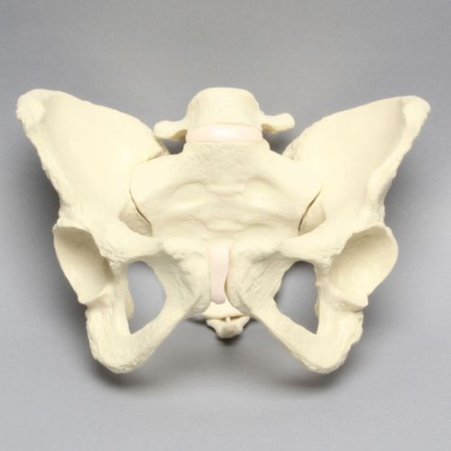Modelo anatómico de pelvis - 1302-22 - Sawbones/Pacific Research Labs - de articulación / de vértebras / de coxis