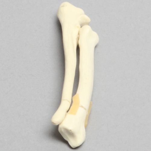 Modelo anatómico canino - 2002-29-1 - Sawbones/Pacific Research Labs - de radio / de formación / de espuma