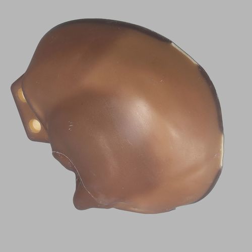 Modelo anatómico de hueso - 3439 - Sawbones/Pacific Research Labs - de cráneo / de espuma