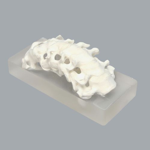 Modelo anatómico de columna vertebral - 1326-53 - Sawbones/Pacific Research Labs - de columna vertebral cervical / cervical / de músculos cervicales