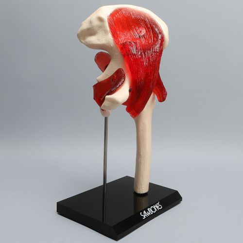 Modelo anatómico de hueso - 4010-11 - Sawbones/Pacific Research Labs - de articulación / de cadera / articulado