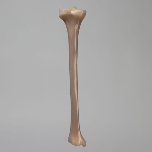 Modelo anatómico de hueso - 3401 - Sawbones/Pacific Research Labs - de tibia / de formación / de espuma