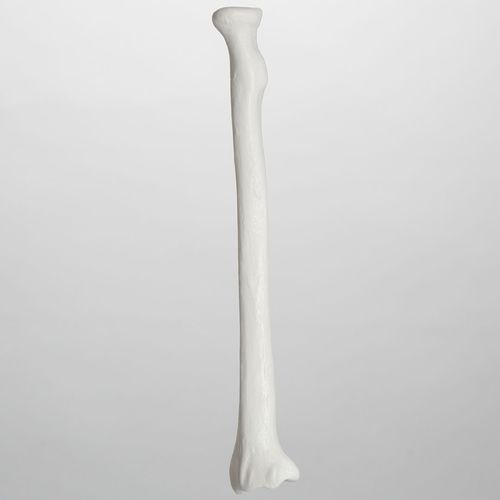 Modelo anatómico de radio - 1005 - Sawbones/Pacific Research Labs - de plástico