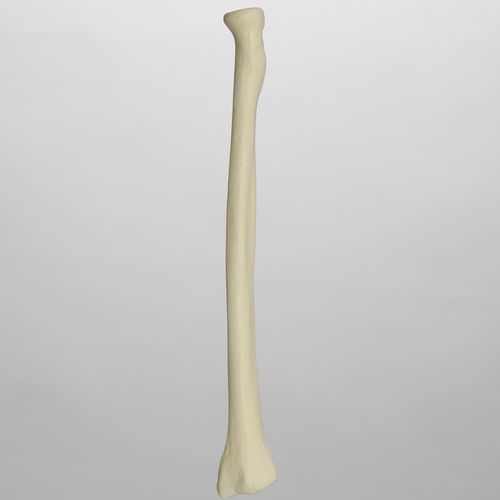 Modelo anatómico de radio - 1012 - Sawbones/Pacific Research Labs - de espuma
