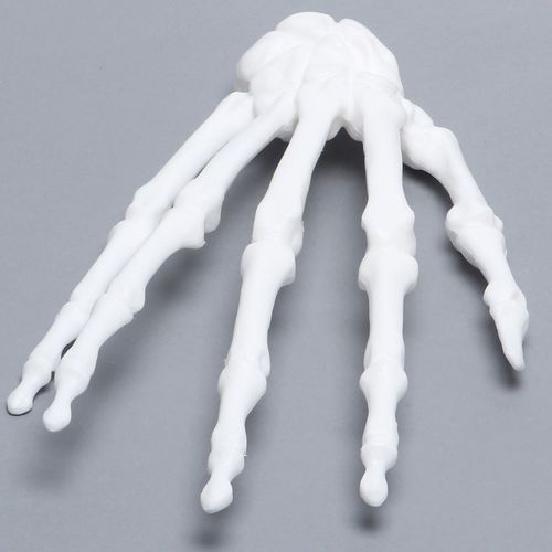 Modelo anatómico de mano - 1016-21 - Sawbones/Pacific Research Labs - de radio / de plástico / blanco