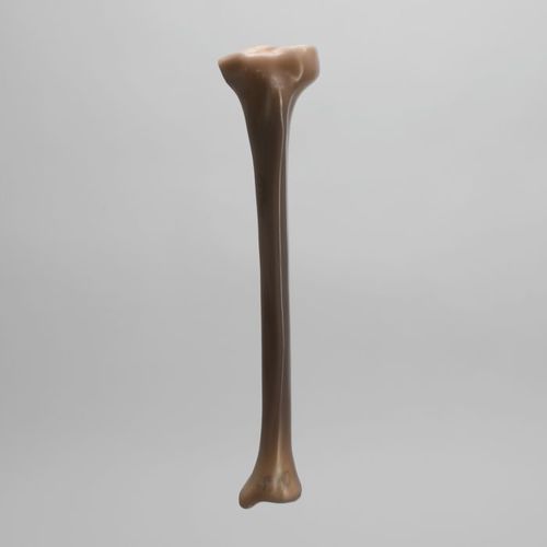 Modelo anatómico de hueso - 3402 - Sawbones/Pacific Research Labs - de tibia / de espuma