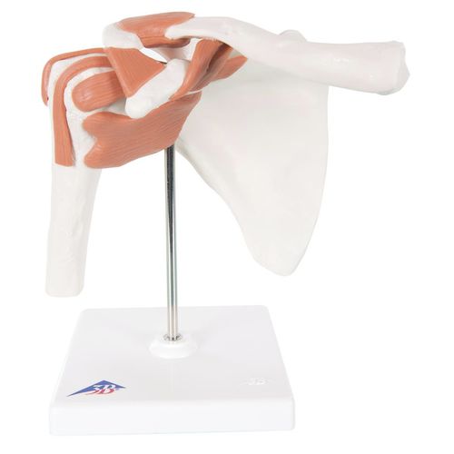 Modelo anatómico de hombro - 3BA80 - RehabMedic