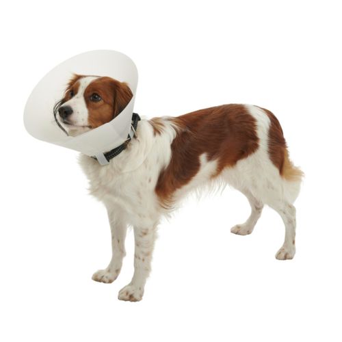 Collarín veterinario de polietileno - Foqus - Foschi