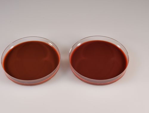 Reactivo gel de agar - CHOCOLATE EUGON - Biomed Diagnostics, Inc. - de laboratorio veterinario