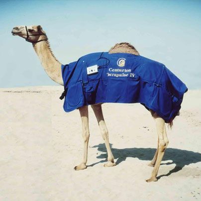 Unidad de magnetoterapia para camellos - Centurion  - Centurion Systems - ponible