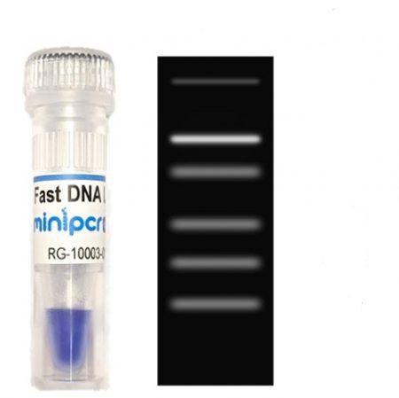 Reactivo colorante - miniPCR bio™ - Amplyus - escalera de ADN / de electroforesis / líquido