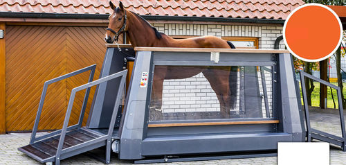 Cinta de correr veterinaria para caballos - ROYAL - Sascotec