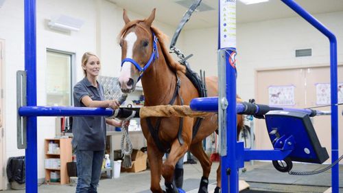 Cinta de correr veterinaria para caballos - MUSTANG2200  - Sascotec