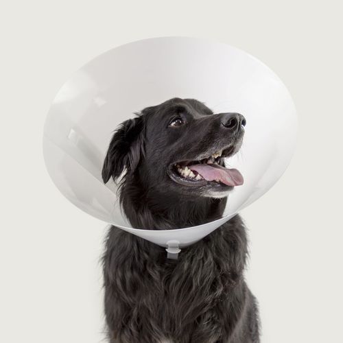 Collarín veterinario para perros - Betsy™ - KVP EU Ltd - transparente / de plástico