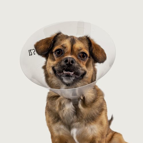 Collarín veterinario para perros - Betsy™ Clear - KVP EU Ltd - transparente / reglable / de plástico
