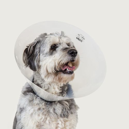 Collarín veterinario para perros - Check™ - KVP EU Ltd - transparente / reglable