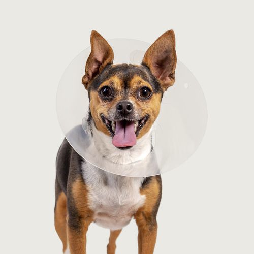 Collarín veterinario para perros - QuickFit™ - KVP EU Ltd - reglable / transparente