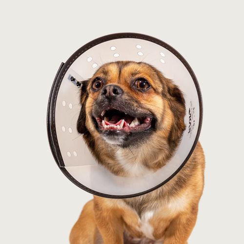 Collarín veterinario transparente - Saf-T-Clear™ - KVP EU Ltd - para perros / reglable / de plástico
