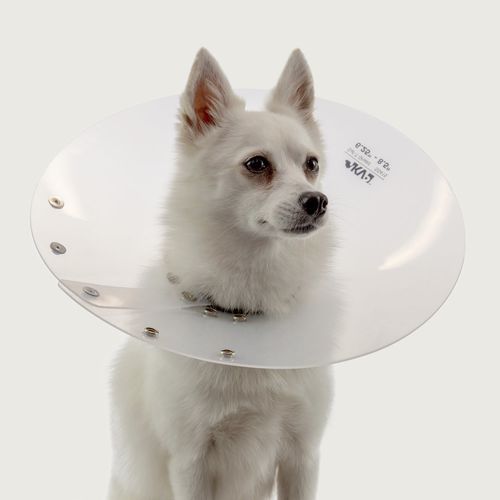 Collarín veterinario para perros - Saf-T-Shield™ - KVP EU Ltd - transparente / de polietileno