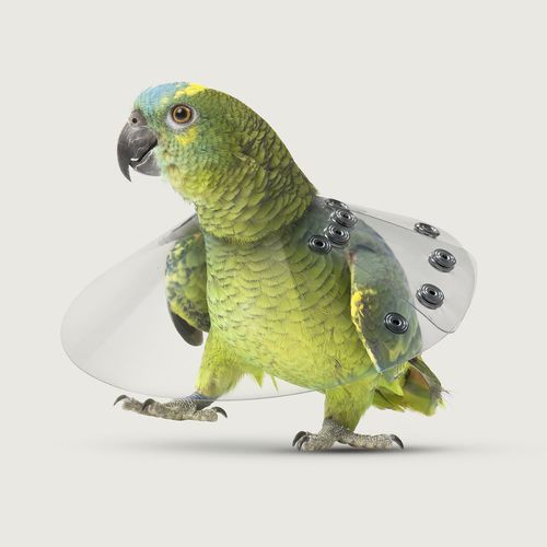 Collarín veterinario para aves - Saf-T-Shield™ - KVP EU Ltd - reglable / transparente