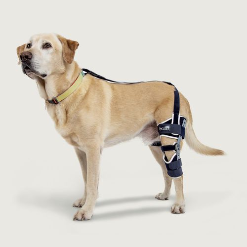 Ortesis veterinaria para perro - Balto® Ligatek - KVP EU Ltd - para rodilla / articulada