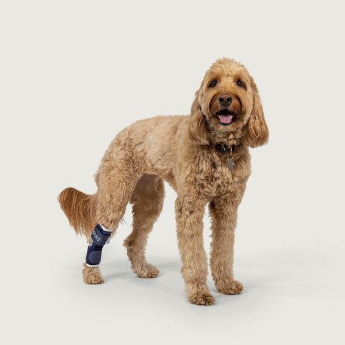 Férula veterinaria tarso - Balto®  - KVP EU Ltd - para perro