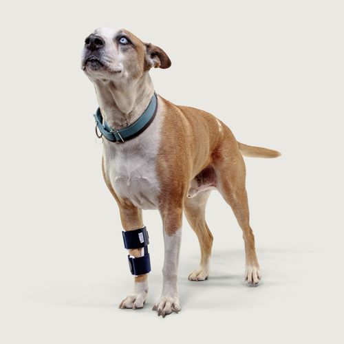 Férula veterinaria de patas - Balto® Bone - KVP EU Ltd